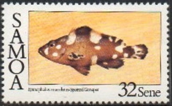 Epinephalus maculatus