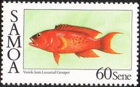 Variola louti