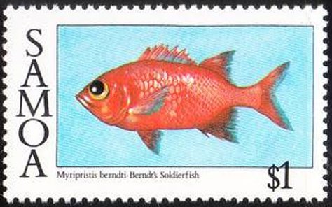 Berndt's Soldierfish (Myripristis berendti)