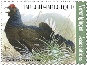Stamp, Black Grouse (Tetrao tetrix), Belgium,  , Birds, Animals (Fauna)