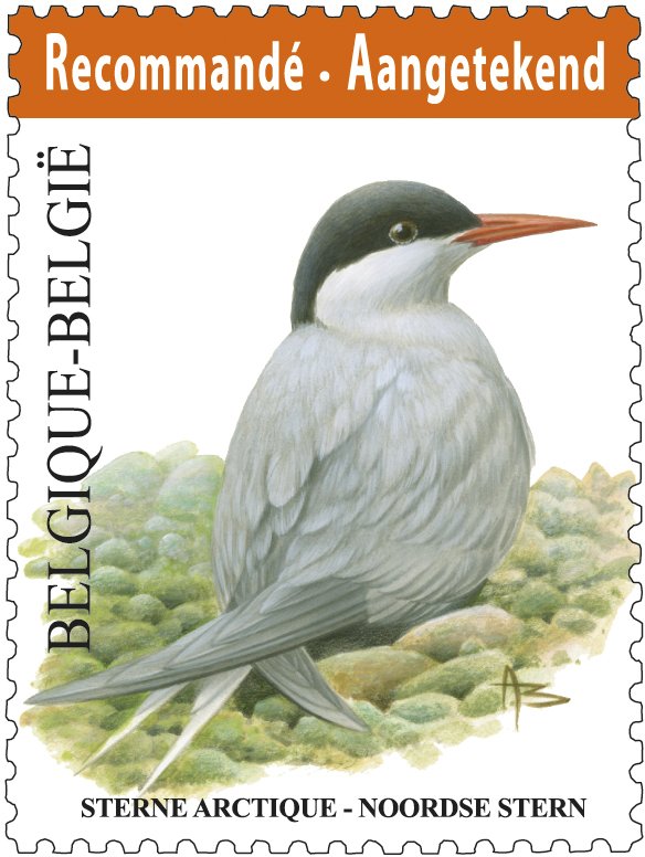 Artic Tern (Sterna paradisaea) 