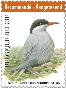 Stamp, Artic Tern (Sterna paradisaea) , Belgium,  , Birds, Animals (Fauna)