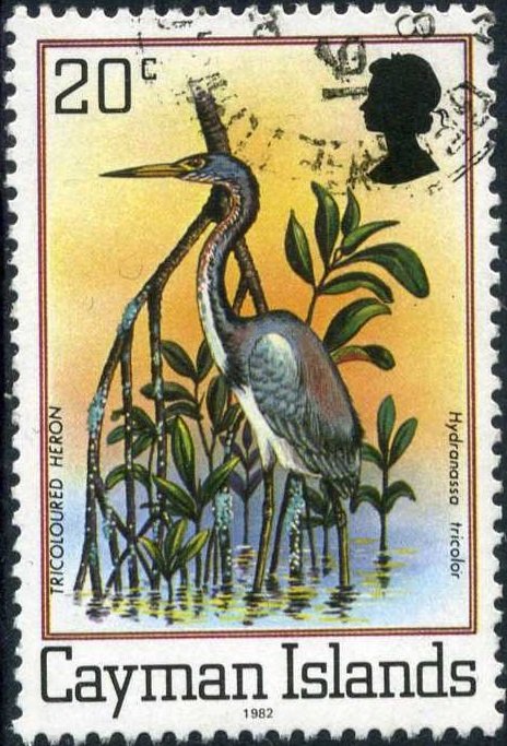 Tricolored Heron (Egretta tricolor)