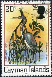 Stamp, Tricolored Heron (Egretta tricolor), Cayman Islands,  , Animals (Fauna), Birds, Herons