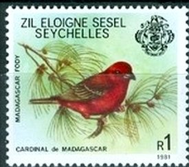 Foudia madagascariensis