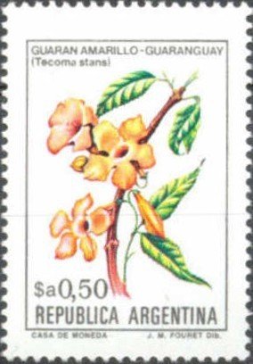 Tecoma stans
