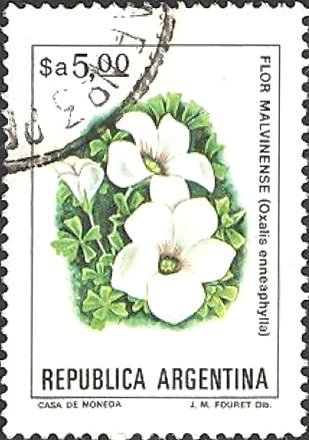 Flowers. Oxalis enneaphyla