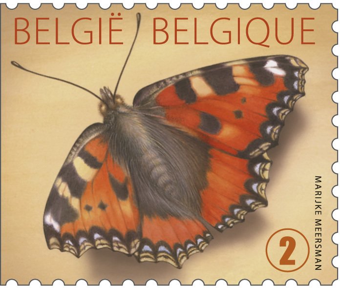 Small Tortoiseshell (Aglais urticae) - Left imperforate