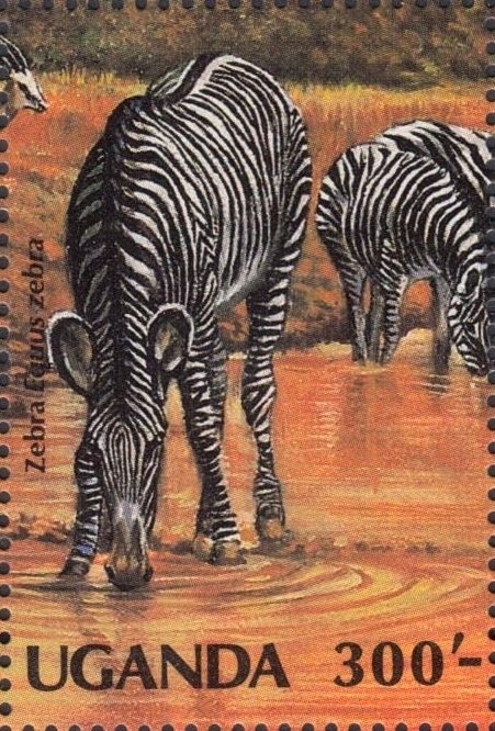 Mountain Zebra (Equus zebra)