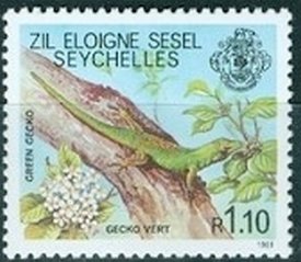  Phelsuma lineata var. astriata