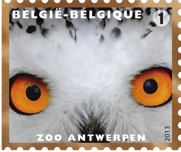 Snowy Owl (Bubo scandiacus) 