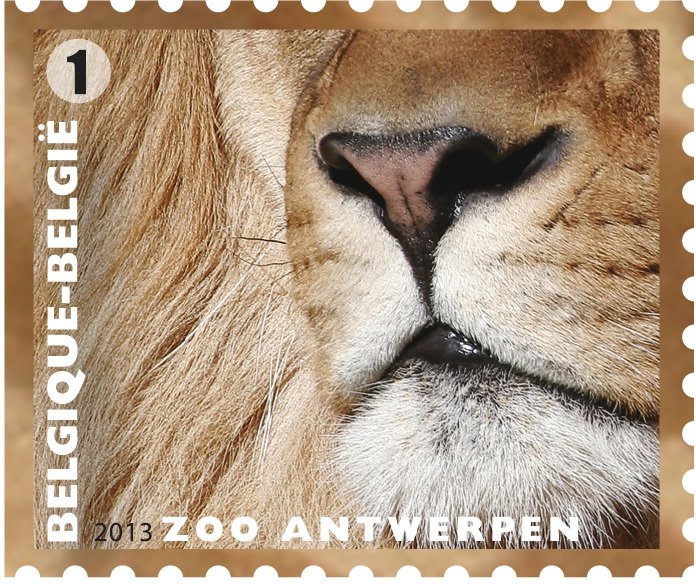Lion (Panthera leo)
