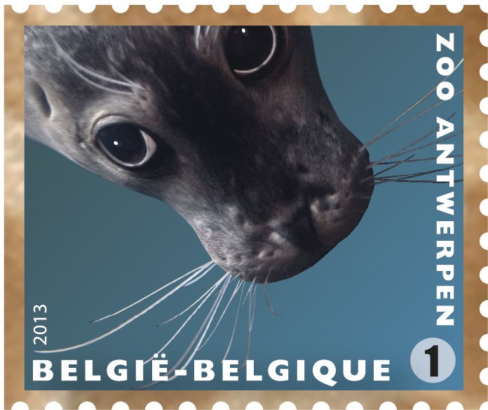 Common Seal (Phoca vitulina)