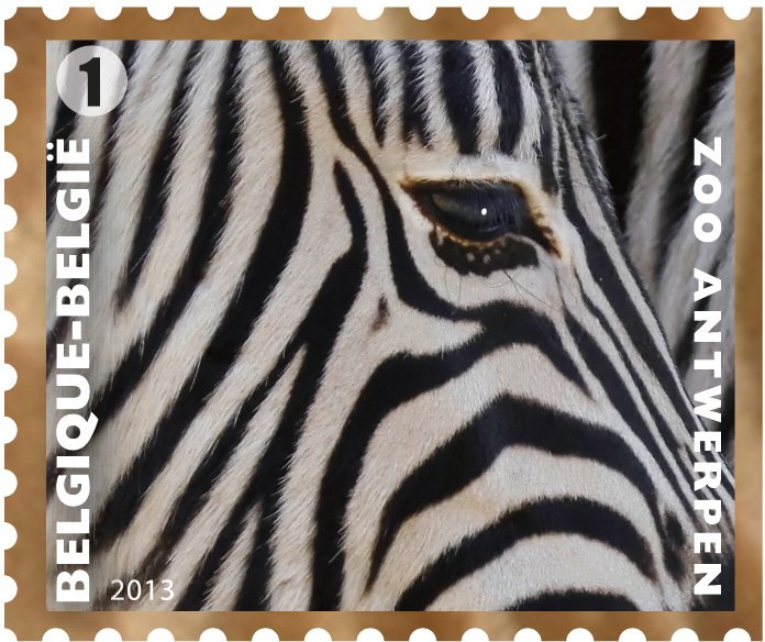 Grevy's Zebra (Equus grevyi)