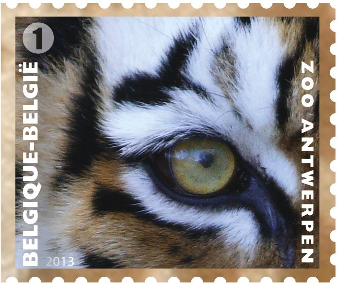 Tiger (Panthera tigris)