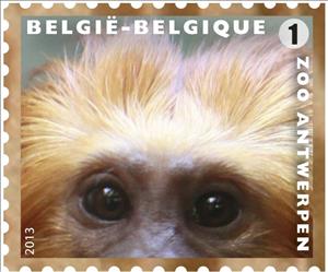 Stamp, Golden-headed Lion Tamarin (Leontideus chrysomelas), Belgium,  , Mammals, Zoos, Monkeys, Animals (Fauna)