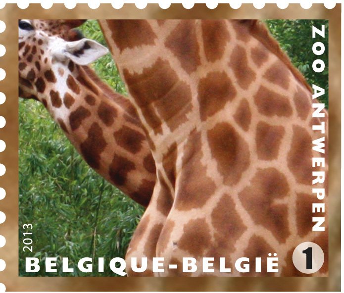 Giraffe (Giraffa camelopardalis)