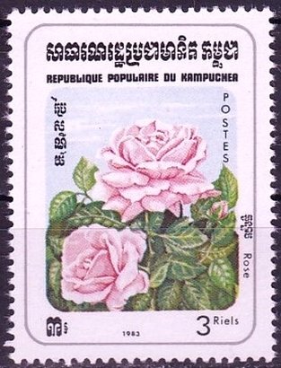Rosa sp.