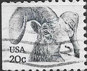 Bighorn Sheep (Ovis canadensis)
