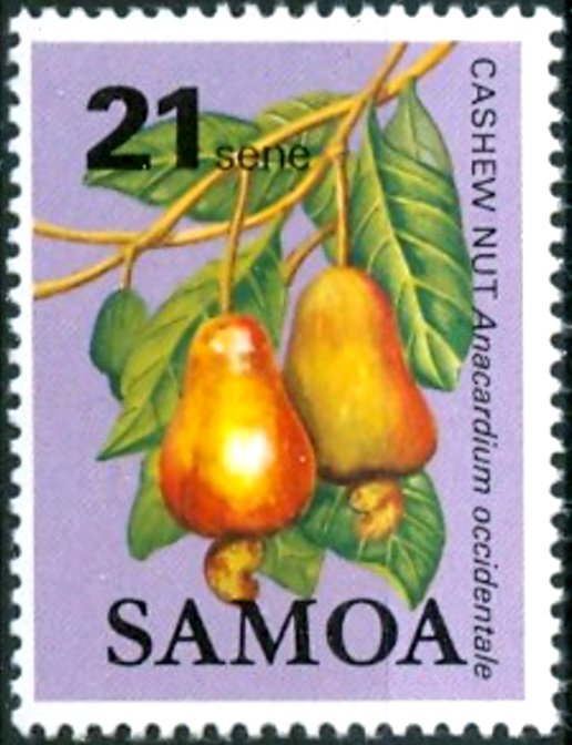 Cashew Nut (Anarcadium occidentale)