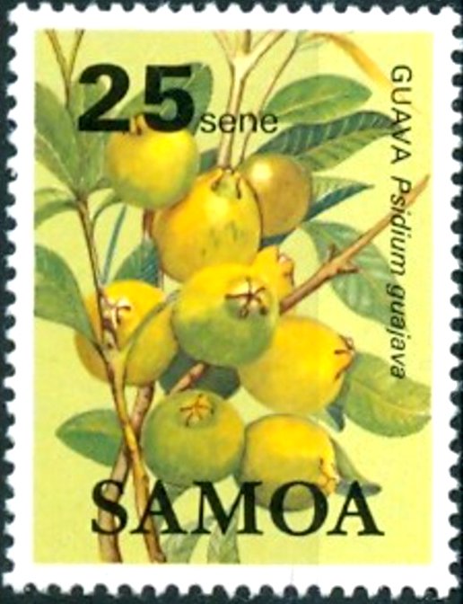 Guava (Psidium guajava)
