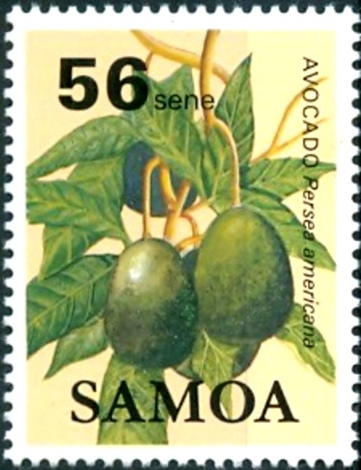 Avocado (Persea americana)