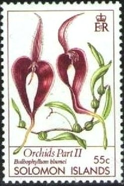 Bulbophyllum blumei