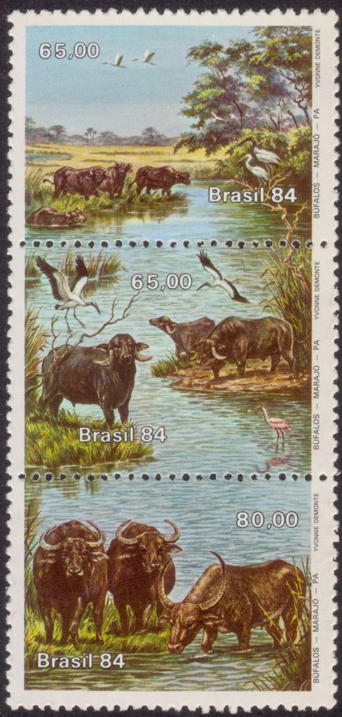 Asian Water Buffalo (Bubalus arnee bubalis)
