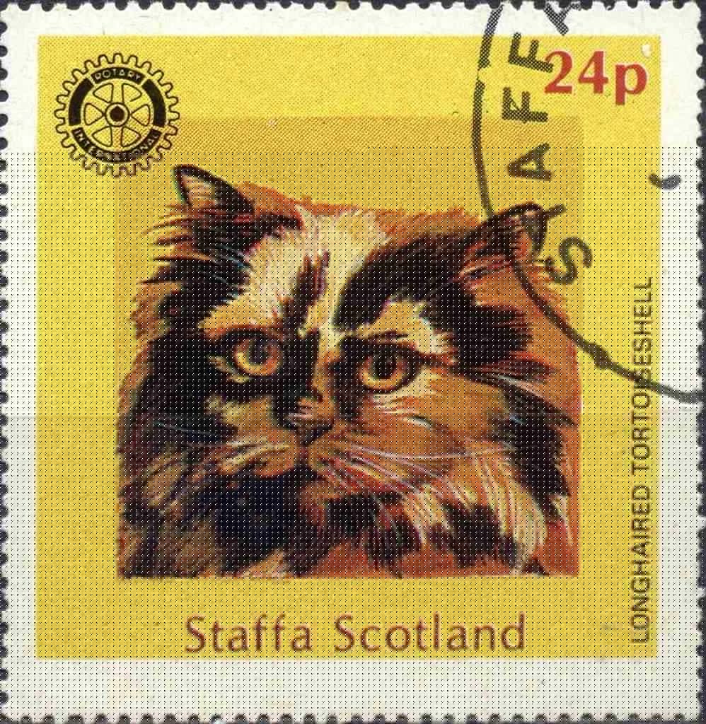 Longhaired Tortoiseshell
