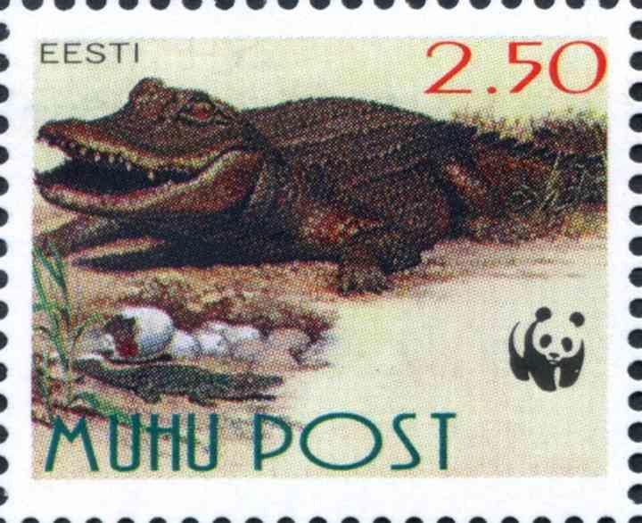 Crocodile