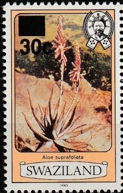 Aloe Suprafoliata