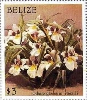 Miltoniopsis roezlii (syn.Odontoglossum roezlii)
