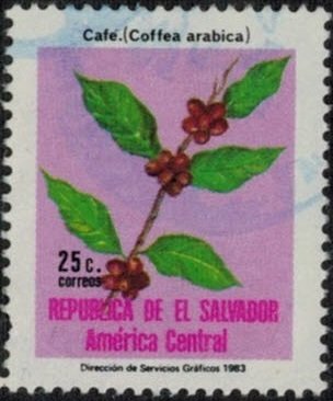 Cafe (Coffea arabica)