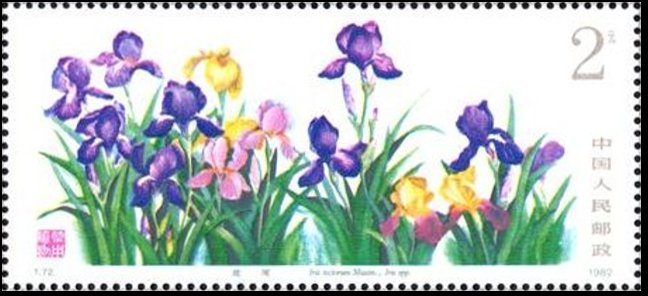 Iris