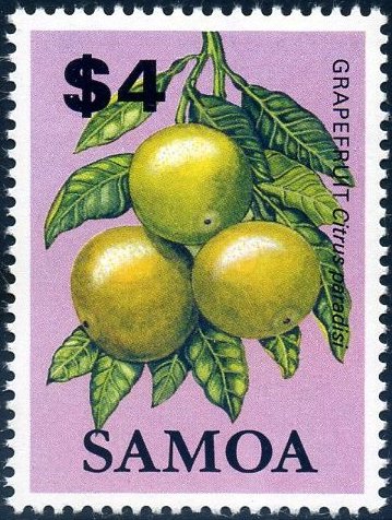 Grapefruit (Citrus paradisi)