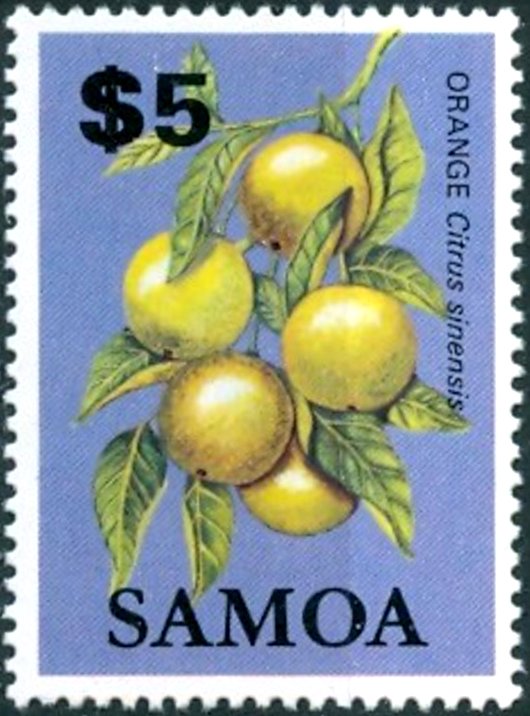 Orange (Citrus sinensis)