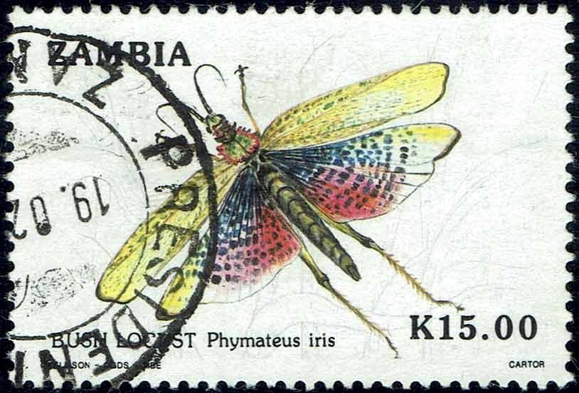 Grashopper (Phymateus iris)