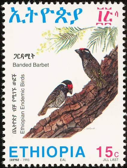 Banded barbet