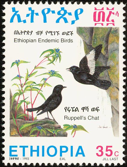 Ruppell’s chat