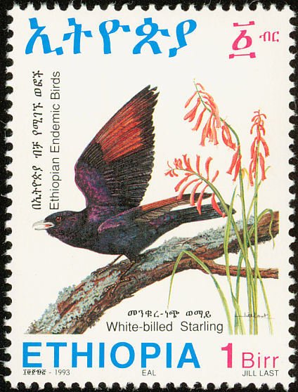 White-billed starling