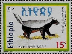 Honey badger
