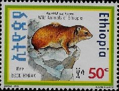 Rock hyrax