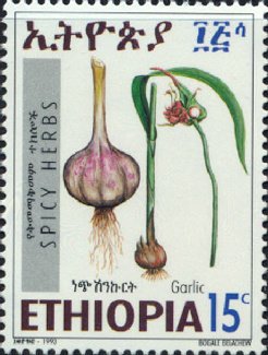 Garlic
