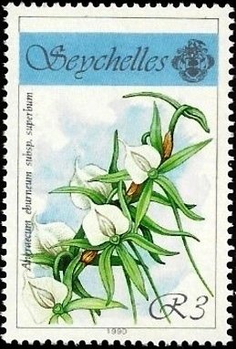 Angraecum eburneum