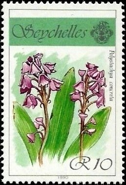 Polystachya concreta