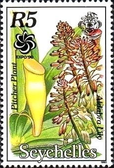 Nepenthes sp.
