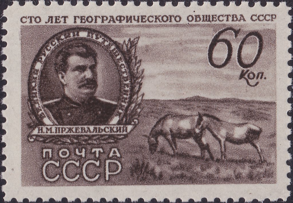Nikolay Przhevalsky, Przewalski's Horse (Equus przewalskii) 