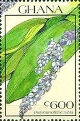 Diaphananthe Rutila