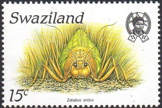 Zabalius aridus