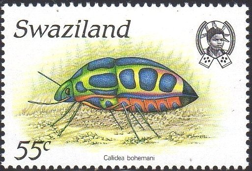 Callidea bohemani